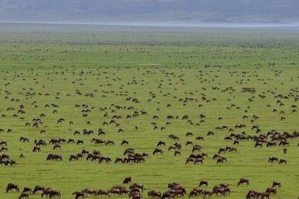 What should I expect on 12 days Tanzania wildlife safari tour